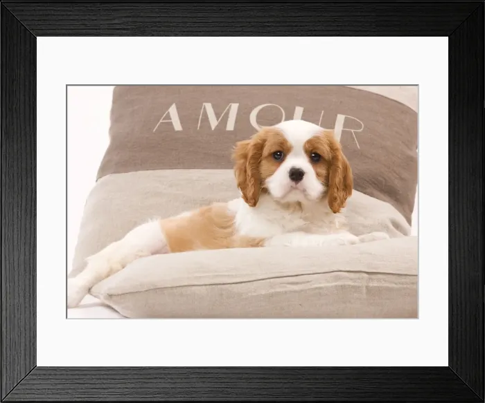 Framed Print : Dog - Cavalier King Charles Spaniel puppy lying on cushions Framed Print : Dog - Cavalier King Charles Spaniel puppy lying on cushions