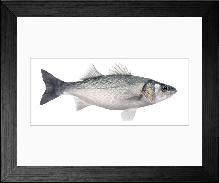 Framed Print : Bass / Sea-dace - in studio Framed Print : Bass / Sea-dace - in studio