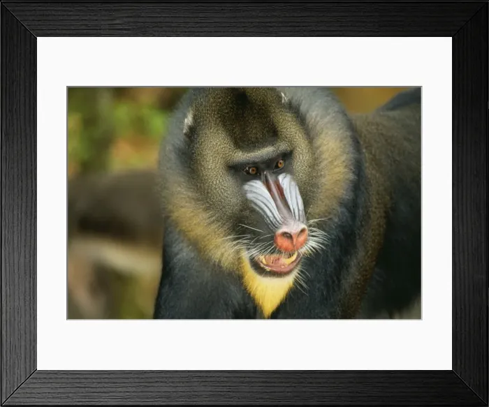Framed Print : Mandrill Baboon WAT 7026 Mandrillus Baboon © M. Watson / ARDEA LONDON Framed Print : Mandrill Baboon WAT 7026 Mandrillus Baboon © M. Watson / ARDEA LONDON