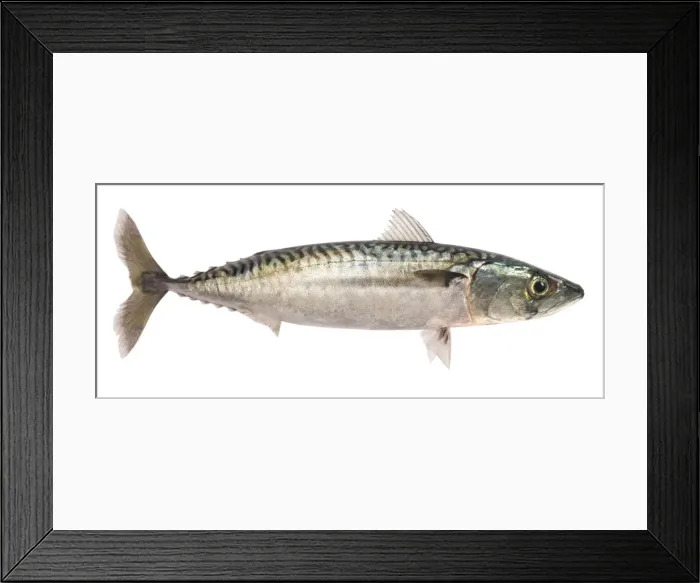 Framed Print : Mackerel - studio shot Framed Print : Mackerel - studio shot