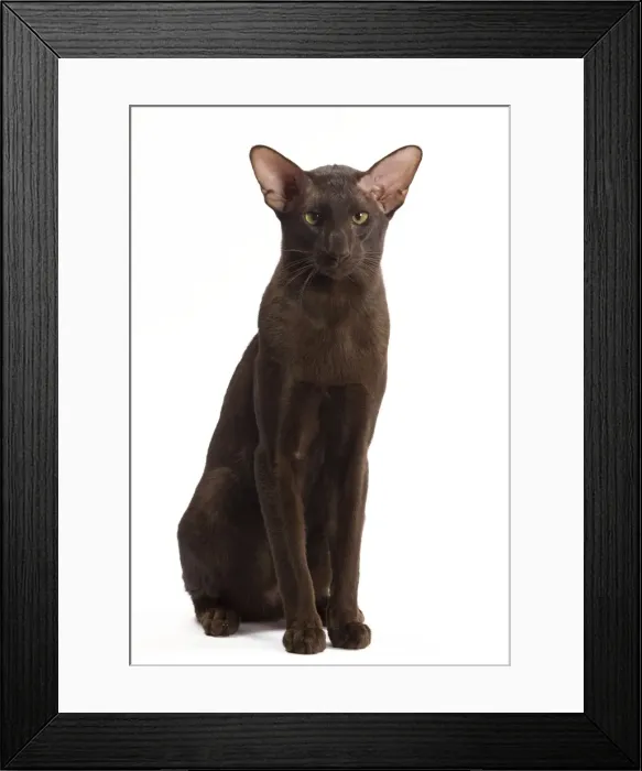 Framed Print : Cat - Oriental Chocolate in studio