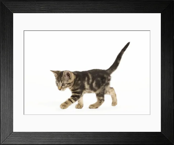 Framed Print : Cat - tabby kitten in studio Framed Print : Cat - tabby kitten in studio