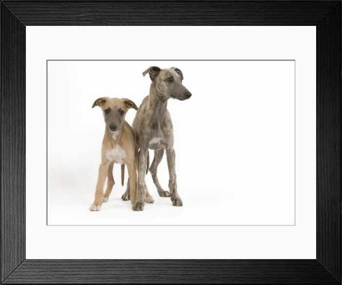 Framed Print : Dog - Whippet puppies in studio Framed Print : Dog - Whippet puppies in studio