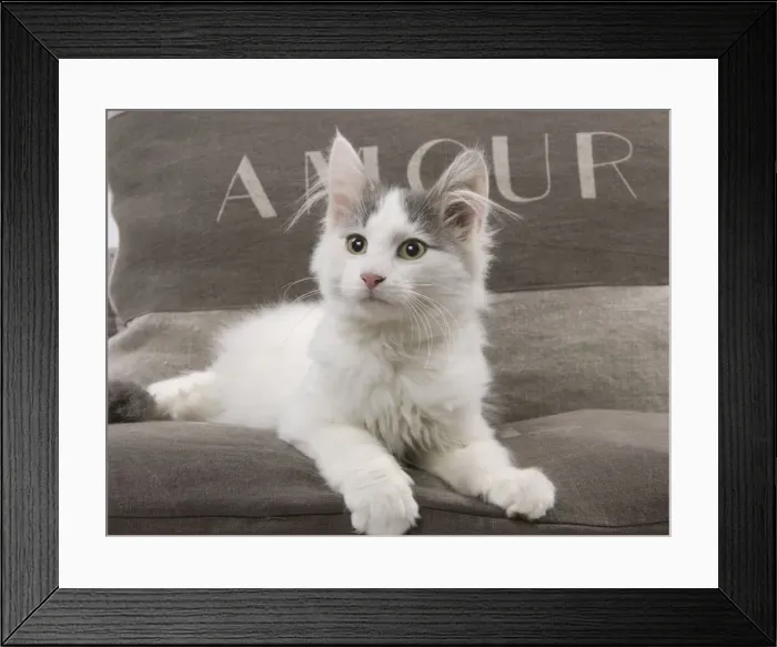 Framed Print : Cat - kitten on cushions Framed Print : Cat - kitten on cushions