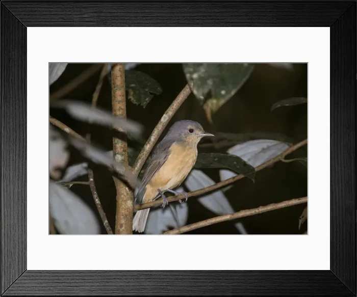 Framed Print : Bower's Shrike-thrush - in rainforest at Malanda - Queensland - Australia Framed Print : Bower's Shrike-thrush - in rainforest at Malanda - Queensland - Australia