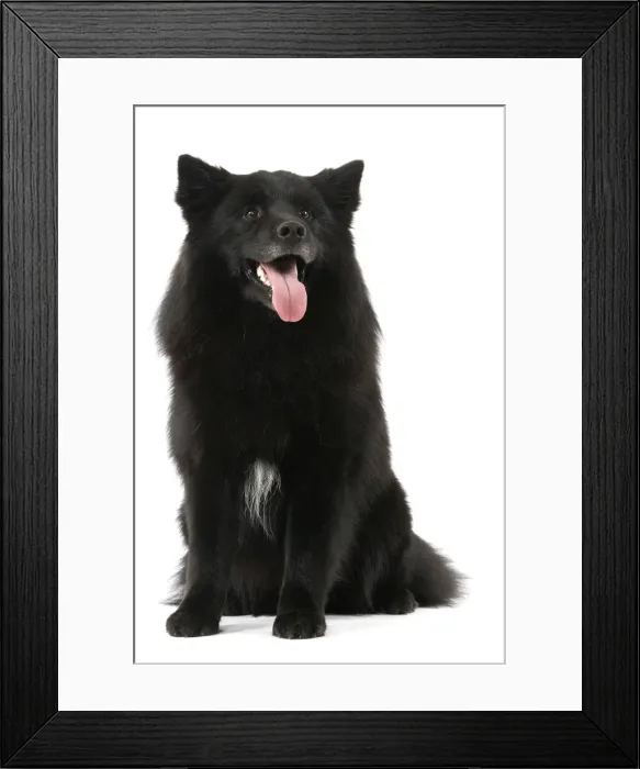 Framed Print : Dog - Finnish Lapland Dog Framed Print : Dog - Finnish Lapland Dog