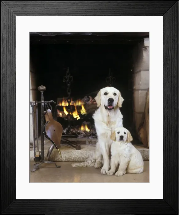 Framed Print : Dogl - Golden Retriever and puppy by open fire Framed Print : Dogl - Golden Retriever and puppy by open fire