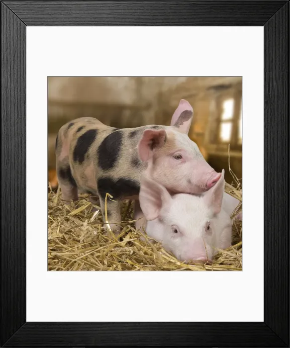 Framed Print : Domestic Pigs - in barn Framed Print : Domestic Pigs - in barn