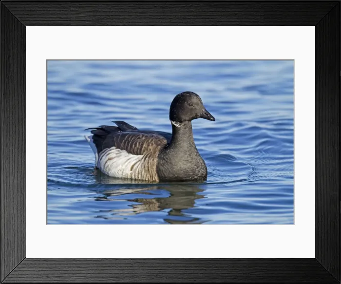 Framed Print : Brant Goose - in winter. Barnegat Light, NJ. USA Framed Print : Brant Goose - in winter. Barnegat Light, NJ. USA