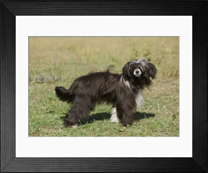 Framed Print : Chinese Crested Dog Framed Print : Chinese Crested Dog