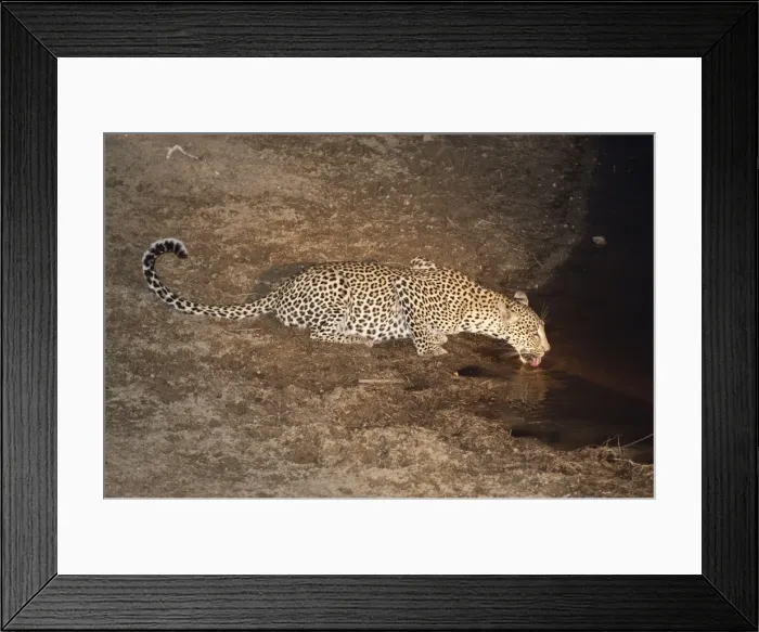 Framed Print : Leopard - drinking at night - Sabi Sands Game Reserve - South Africa Framed Print : Leopard - drinking at night - Sabi Sands Game Reserve - South Africa