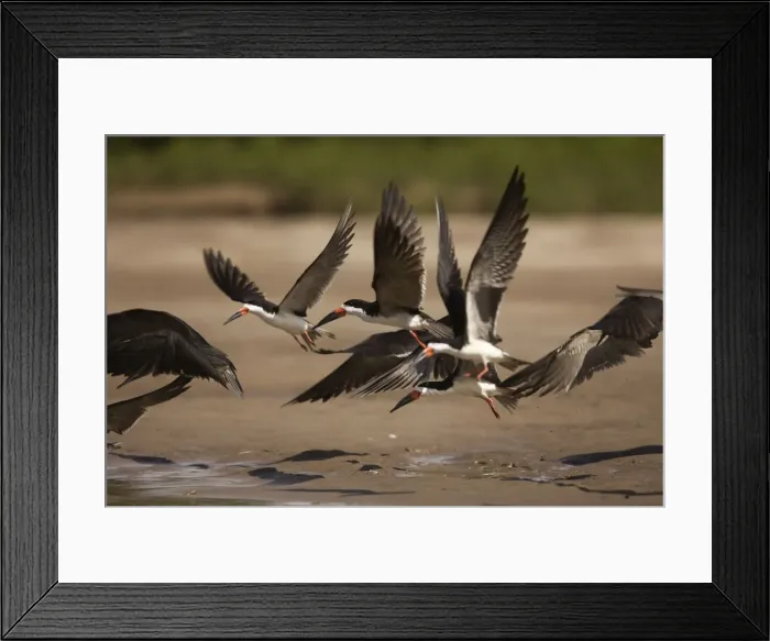 Framed Print : Black Skimmer - in flight. Peru Framed Print : Black Skimmer - in flight. Peru