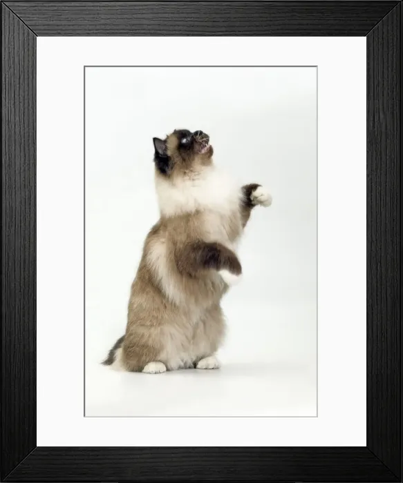 Framed Print : Cat - Birman on hind legs in studio Framed Print : Cat - Birman on hind legs in studio