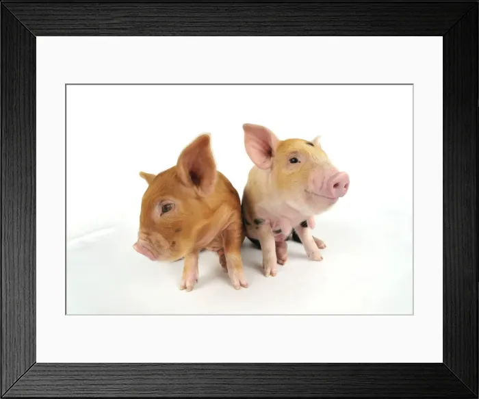 Framed Print : Pig. Kune Kune piglets on white background Framed Print : Pig. Kune Kune piglets on white background
