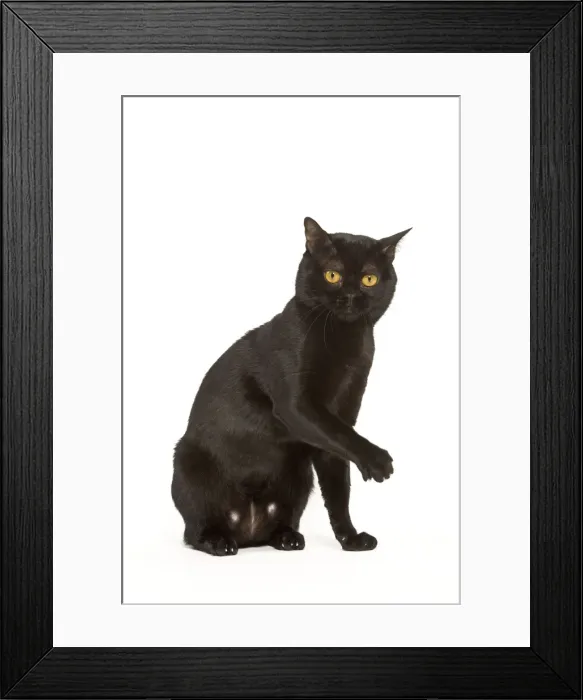 Framed Print : Cat - Bombay in studio Framed Print : Cat - Bombay in studio