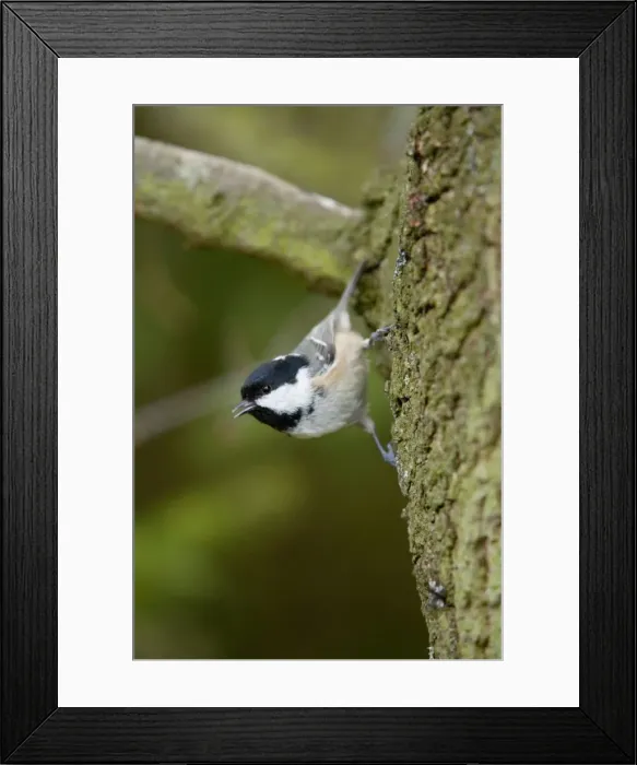 Framed Print : Coal Tit - on tree trunk - Cornwall - UK Framed Print : Coal Tit - on tree trunk - Cornwall - UK