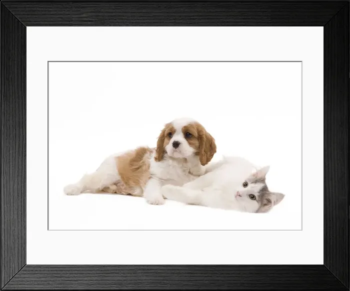 Framed Print : Dog - Cavalier King Charles Spaniel puppy in studio with kitten Framed Print : Dog - Cavalier King Charles Spaniel puppy in studio with kitten