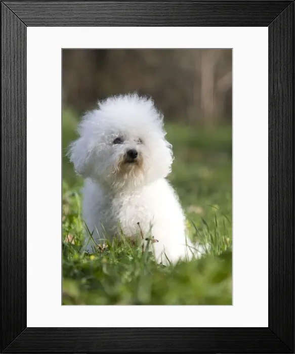 Framed Print : Dog - Bichon Frise Framed Print : Dog - Bichon Frise