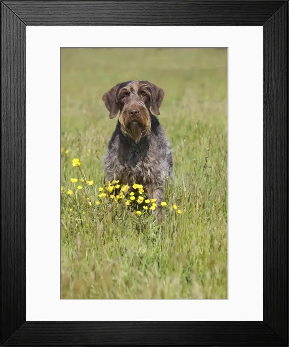 Framed Print : Dog - Korthal Griffon Framed Print : Dog - Korthal Griffon