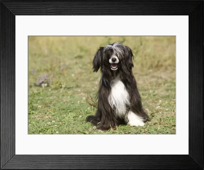 Framed Print : Chinese Crested Dog Framed Print : Chinese Crested Dog