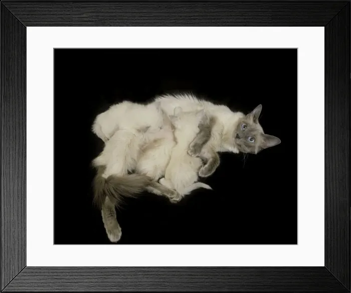 Framed Print : Cat - Balinese - in studio with kittens suckling Framed Print : Cat - Balinese - in studio with kittens suckling