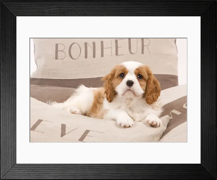 Framed Print : Dog - Cavalier King Charles Spaniel puppy lying on cushions Framed Print : Dog - Cavalier King Charles Spaniel puppy lying on cushions