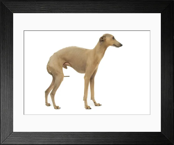 Framed Print : Dog - Small Italian Greyhound - in studio Framed Print : Dog - Small Italian Greyhound - in studio