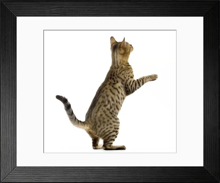 Framed Print : Cat - Bengal - Brown spotted in studio on hind legs Framed Print : Cat - Bengal - Brown spotted in studio on hind legs