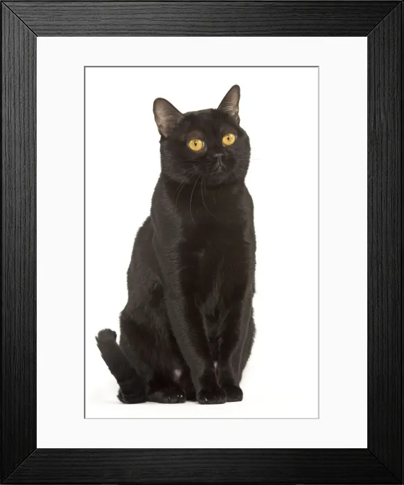 Framed Print : Cat - Bombay in studio Framed Print : Cat - Bombay in studio