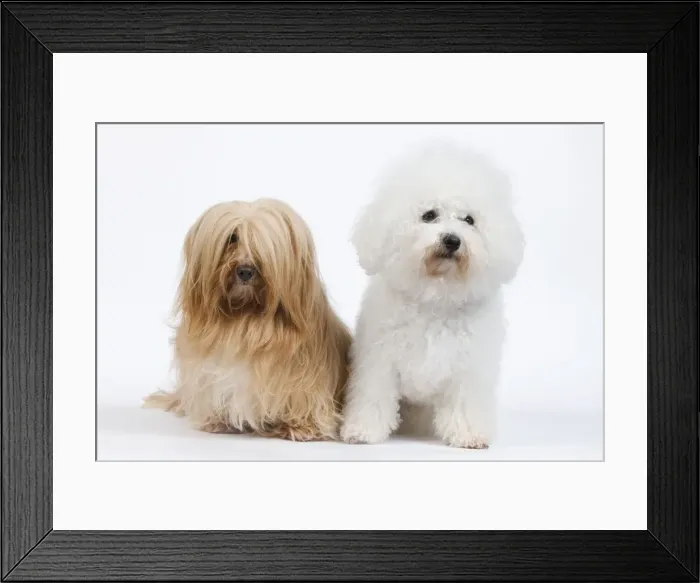 Framed Print : Dog - Bichon Frise & Bichon Havanais / Havanese in studio Framed Print : Dog - Bichon Frise & Bichon Havanais / Havanese in studio