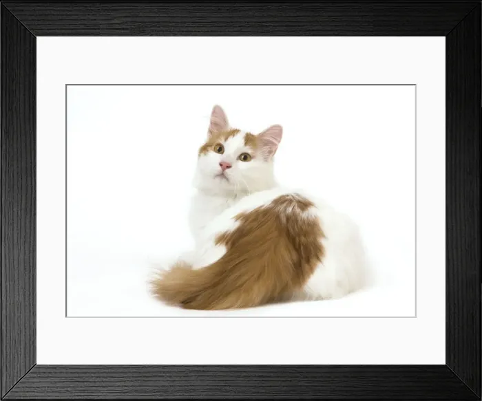 Framed Print : Cat - Turkish Van in studio Framed Print : Cat - Turkish Van in studio