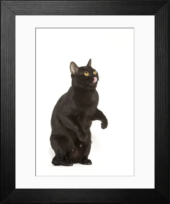 Framed Print : Cat - Bombay in studio on hind legs licking lips Framed Print : Cat - Bombay in studio on hind legs licking lips