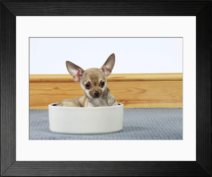 Framed Print : DOG. Chihuahua sitting in food bowl Framed Print : DOG. Chihuahua sitting in food bowl