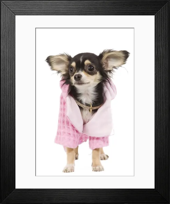 Framed Print : Dog - Long-haired Chihuahua wearing pink jacket Framed Print : Dog - Long-haired Chihuahua wearing pink jacket