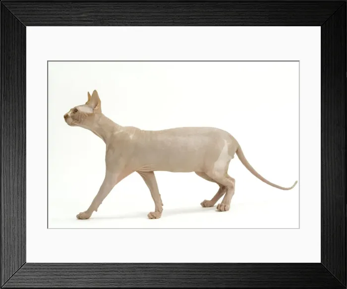 Framed Print : Cat - Sphinx Framed Print : Cat - Sphinx