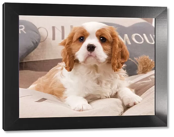 Dog - Cavalier King Charles Spaniel puppy lying on cushions