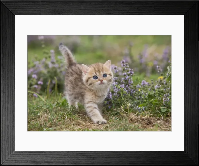 Framed Print : Cat - British Shorthair kitten - 6 weeks old Framed Print : Cat - British Shorthair kitten - 6 weeks old