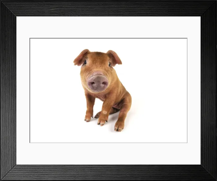 Framed Print : Pig. Duroc piglet on white background Framed Print : Pig. Duroc piglet on white background