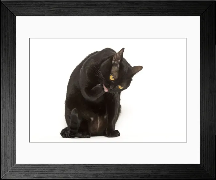 Framed Print : Cat - Bombay in studio licking paw Framed Print : Cat - Bombay in studio licking paw