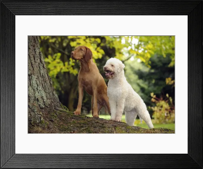 Framed Print : DOG. Lagotto Romagnolo and Hungarian Wire-haired Vizsla standing on tree root Framed Print : DOG. Lagotto Romagnolo and Hungarian Wire-haired Vizsla standing on tree root