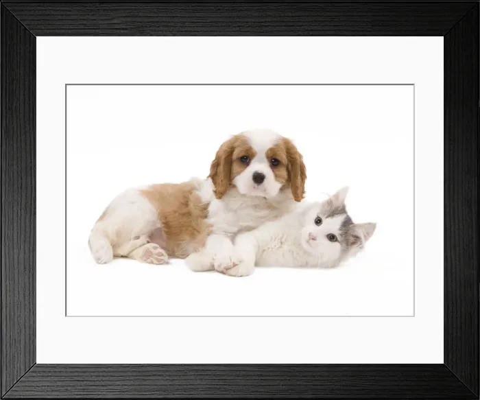 Framed Print : Dog - Cavalier King Charles Spaniel puppy in studio with kitten Framed Print : Dog - Cavalier King Charles Spaniel puppy in studio with kitten
