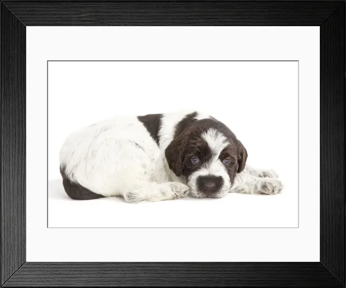 Framed Print : Dog - Korthal Griffon puppies - in studio Framed Print : Dog - Korthal Griffon puppies - in studio