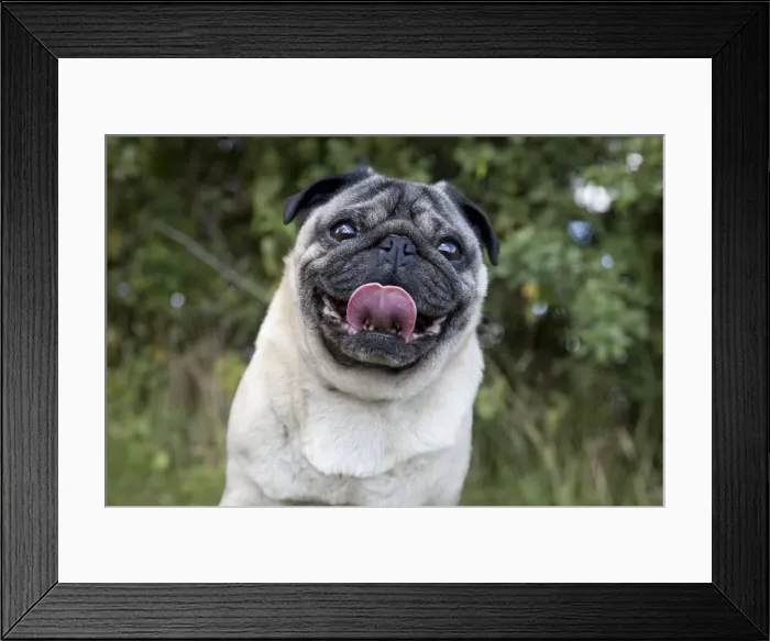 Framed Print : Dog - Chinese Pug - sticking tongue out Framed Print : Dog - Chinese Pug - sticking tongue out