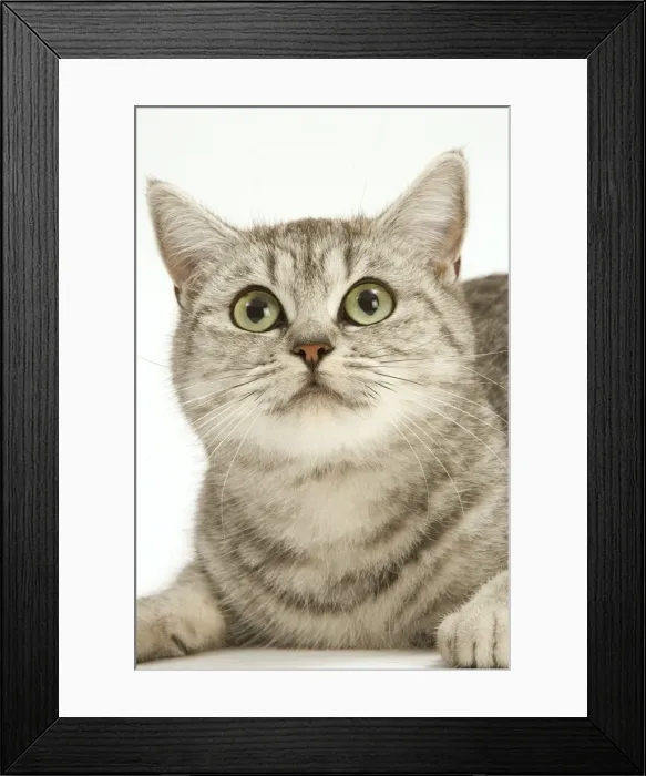 Framed Print : Cat - British shorthair kitten in studio Framed Print : Cat - British shorthair kitten in studio