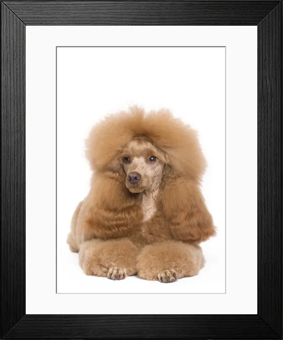 Framed Print : Dog - Dwarf / Nain Poodle - Fawn Red colouring Framed Print : Dog - Dwarf / Nain Poodle - Fawn Red colouring