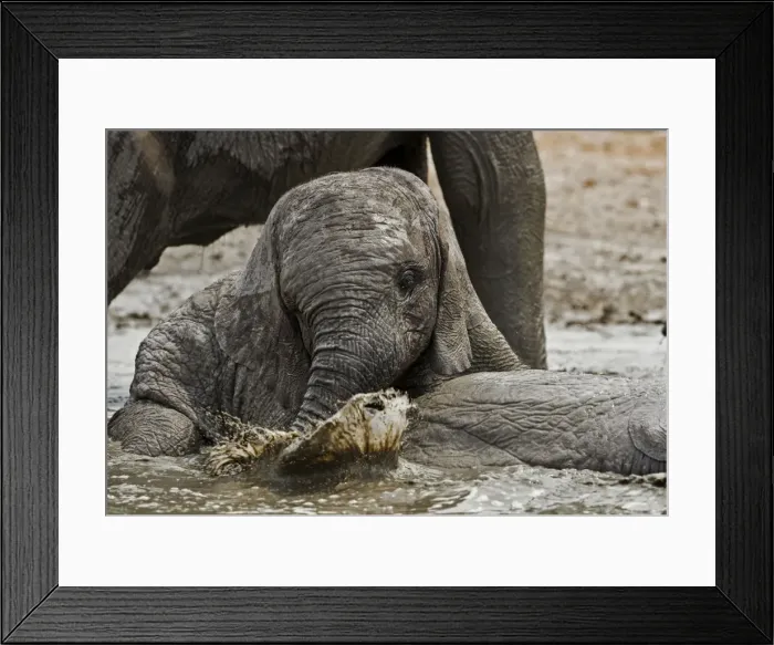 Framed Print : African Elephant - youngster playing in water pool - Etosha National Park - Namibia - Africa Framed Print : African Elephant - youngster playing in water pool - Etosha National Park - Namibia - Africa