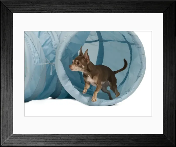 Framed Print : Dog - Chihuahua performing agility tasks - coming out of tunnel Framed Print : Dog - Chihuahua performing agility tasks - coming out of tunnel