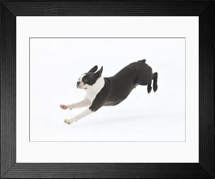 Framed Print : Dog - Boston Terrier running in snow Framed Print : Dog - Boston Terrier running in snow