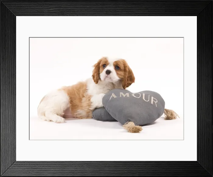 Framed Print : Dog - Cavalier King Charles Spaniel puppy in studio Framed Print : Dog - Cavalier King Charles Spaniel puppy in studio