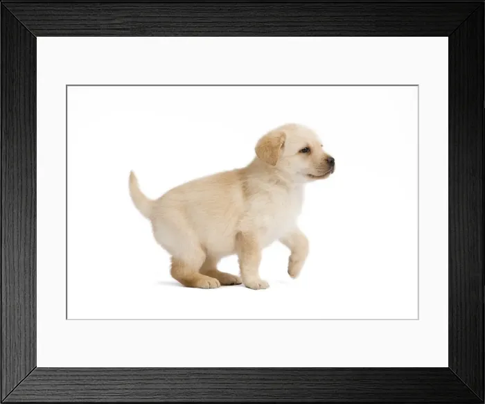 Framed Print : Dog - Labrador puppy in studio Framed Print : Dog - Labrador puppy in studio